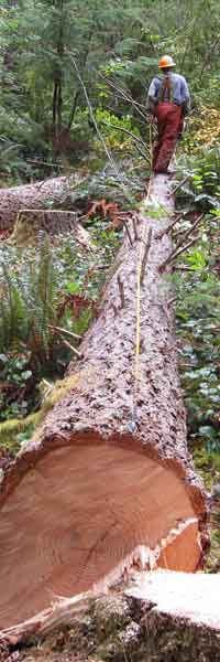 Measuring a Douglas-fir log for crosscutting in Oregon, USA